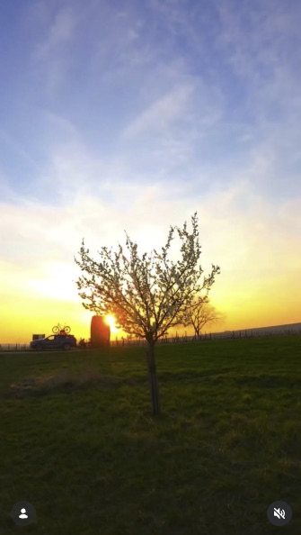 Golden hour záběr z dronu — strom v protisvětle u Šardic